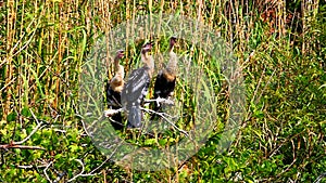 Anhingas in the Everglades