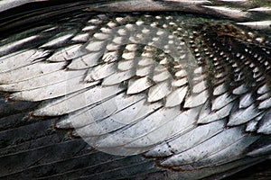 Anhingas Feather Background