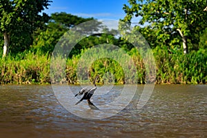 Anhingas in the river habitat. Anhinga, water bird in the water nature. Water animal from Costa Rica. Heron in the green vegetatio