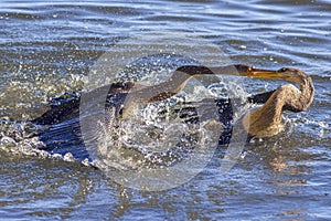 Anhingas, Snakebirds Territorial Fight