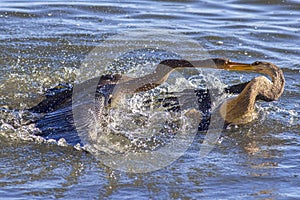 Anhingas, Snakebirds Territorial Fight photo