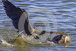 Anhingas Territorial Fight