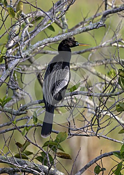 Anhingha resting in a tree along the Anhinga Trail at the Royal Palm Visitor Center in Florida.l