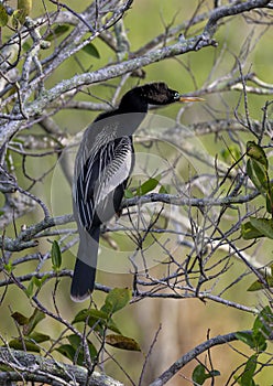 Anhingha resting in a tree along the Anhinga Trail at the Royal Palm Visitor Center in Florida.l