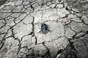 Anhydrous dry cracked earth and dead bug