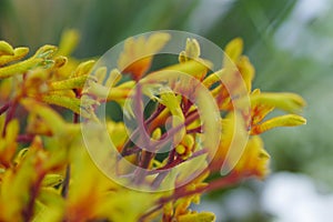 Anigozanthos flower 2