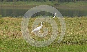 Anima Aves nature aigret white plume walk