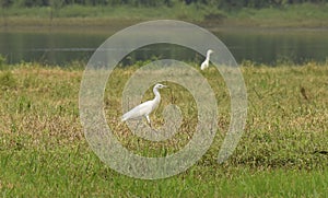 Anima Aves nature aigret white plume walk photo