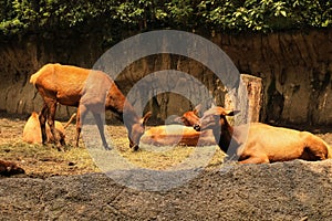 Animais em zoo photo