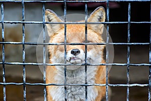 Animal abuse. The fox is locked in a cage in poor conditions. Fox in the cage. Animal protection concept