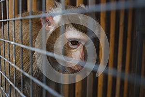 animal abuse. portrait of a sad monkey in a cage