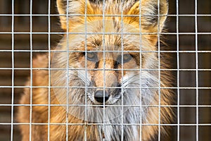 Animal abuse. The young fox is locked in a cage