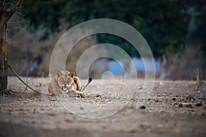 Animal action scene from Mana Pools National Park. Direct view on very angry lioness, showing teeths. Low angle photography,