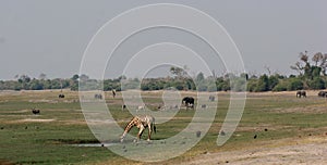 Animal activity at Chobe