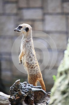 Animal Alert meerkat standing on guard