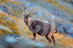 Animal from the Alp. Antler Alpine Ibex, Capra ibex, scratching photo
