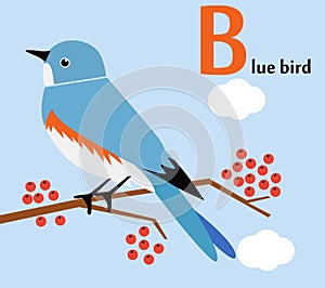 Animal alphabet for the kids: B for the Blue bird