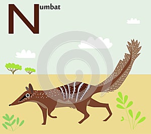 Animal alphabet for the kids: N for the Numbat