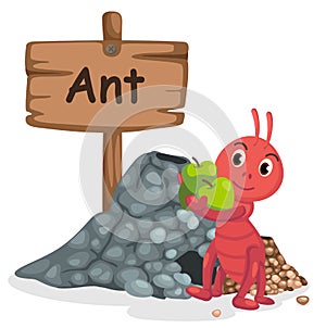 Animal alphabet letter A for ant