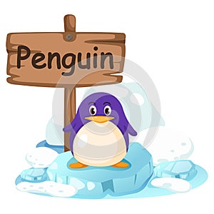 Animal alphabet letter P for penguin