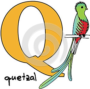 Animal alphabet Q (quetzal)