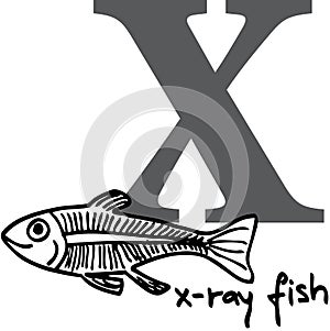 Animal alphabet X (x-ray fish)