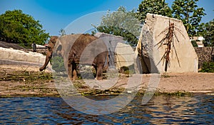 Animal in Amsterdam Zoo