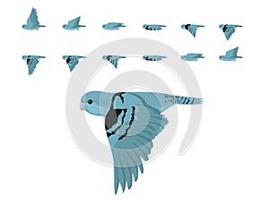 Parakeet Barred Lineolated Parrot Flying Animation Sequence Cartoon Vector photo