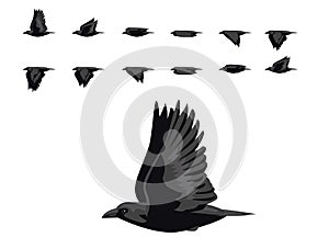 Raven Bird Flying Animation Sequence Cartoon Vector