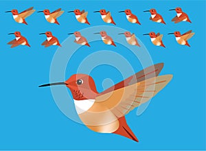 Animal Animation Sequence Bird Flying Rufous Hummingbird Cartoon Vector