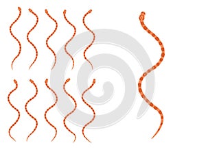 Animal Animation Sequence Corn Snake Cartoon Vector