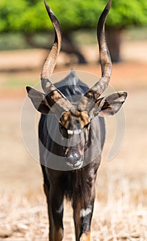 Animal antelope bongo photo