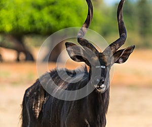 Animal antelope bongo photo