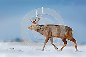 Animal with antler in the nature habitat, winter scene, Hokkaido, wildlife nature, Japan. Hokkaido sika deer, Cervus nippon yesoen