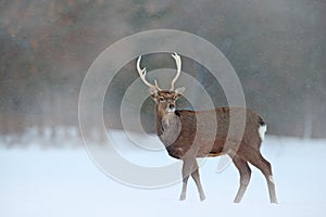 Animal with antlers in the nature habitat, winter scene from Japan. Hokkaido sika deer, Cervus nippon yesoensis, on the snowy mead