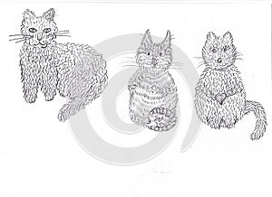 Animal art beautiful cat characters adult