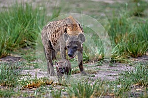 Animal babe nature, Okavango, Botswana. Young hyena pup, evening sunset light. Hyena, detail portrait. Spotted hyena, Crocuta