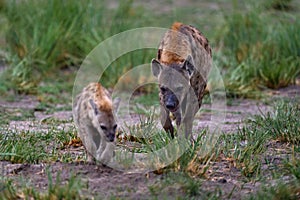 Animal babe nature, Okavango, Botswana. Young hyena pup, evening sunset light. Hyena, detail portrait. Spotted hyena, Crocuta