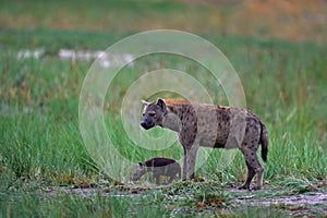 Animal babe nature, Okavango, Botswana. Young hyena pup, evening sunset light. Hyena, detail portrait. Spotted hyena, Crocuta