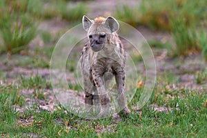 Animal babe nature, Okavango, Botswana. Young hyena pup, evening sunset light. Hyena, detail portrait. Spotted hyena, Crocuta