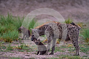 Animal babe nature, Okavango, Botswana. Young hyena pup, evening sunset light. Hyena, detail portrait. Spotted hyena, Crocuta