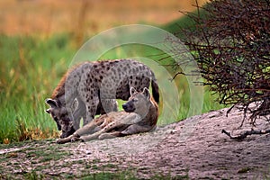 Animal babe nature, Okavango, Botswana. Young hyena pup, evening sunset light. Hyena, detail portrait. Spotted hyena, Crocuta