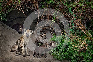 Animal babe nature, Okavango, Botswana. Young hyena pup, evening sunset light. Hyena, detail portrait. Spotted hyena, Crocuta