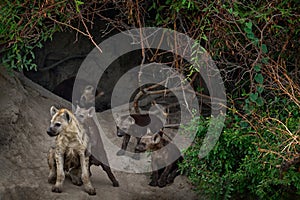 Animal babe nature, Okavango, Botswana. Young hyena pup, evening sunset light. Hyena, detail portrait. Spotted hyena, Crocuta