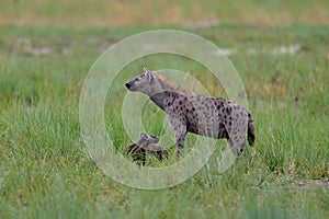 Animal babe nature, Okavango, Botswana. Young hyena pup, evening sunset light. Hyena, detail portrait. Spotted hyena, Crocuta