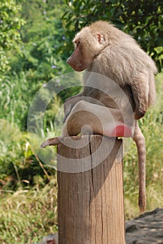 Animal baboon photo