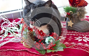 Black cat yawns sitting in the Christmas interior