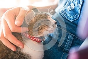 Animal background cat cute best friend on hug women girl and process soft focus tone