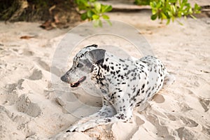 Animal background dog sit alone on beach in day time