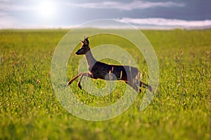 Animal background. Roe-deer